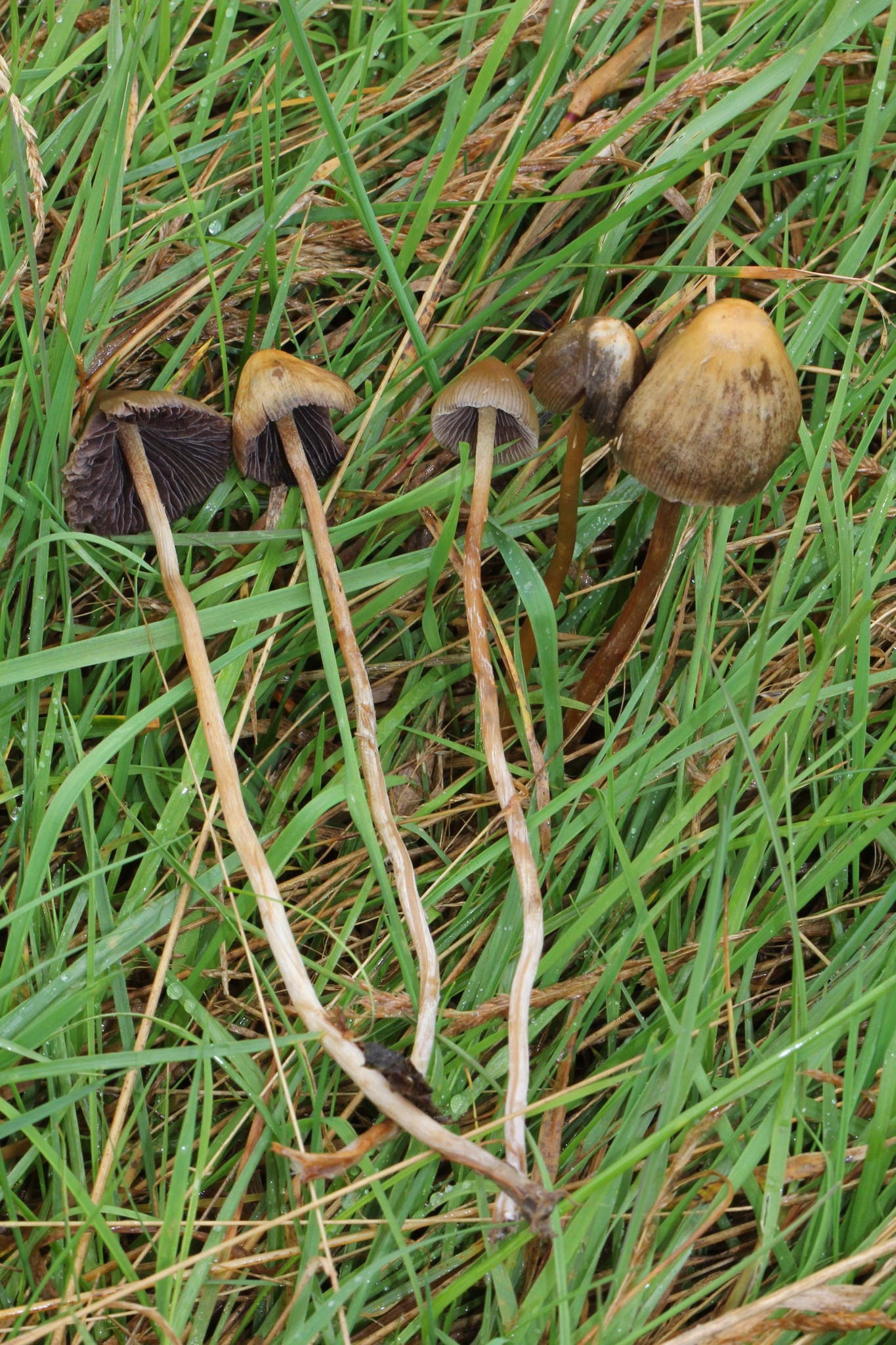 Psilocybe semilanceata image