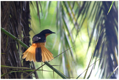 Cossypha albicapillus