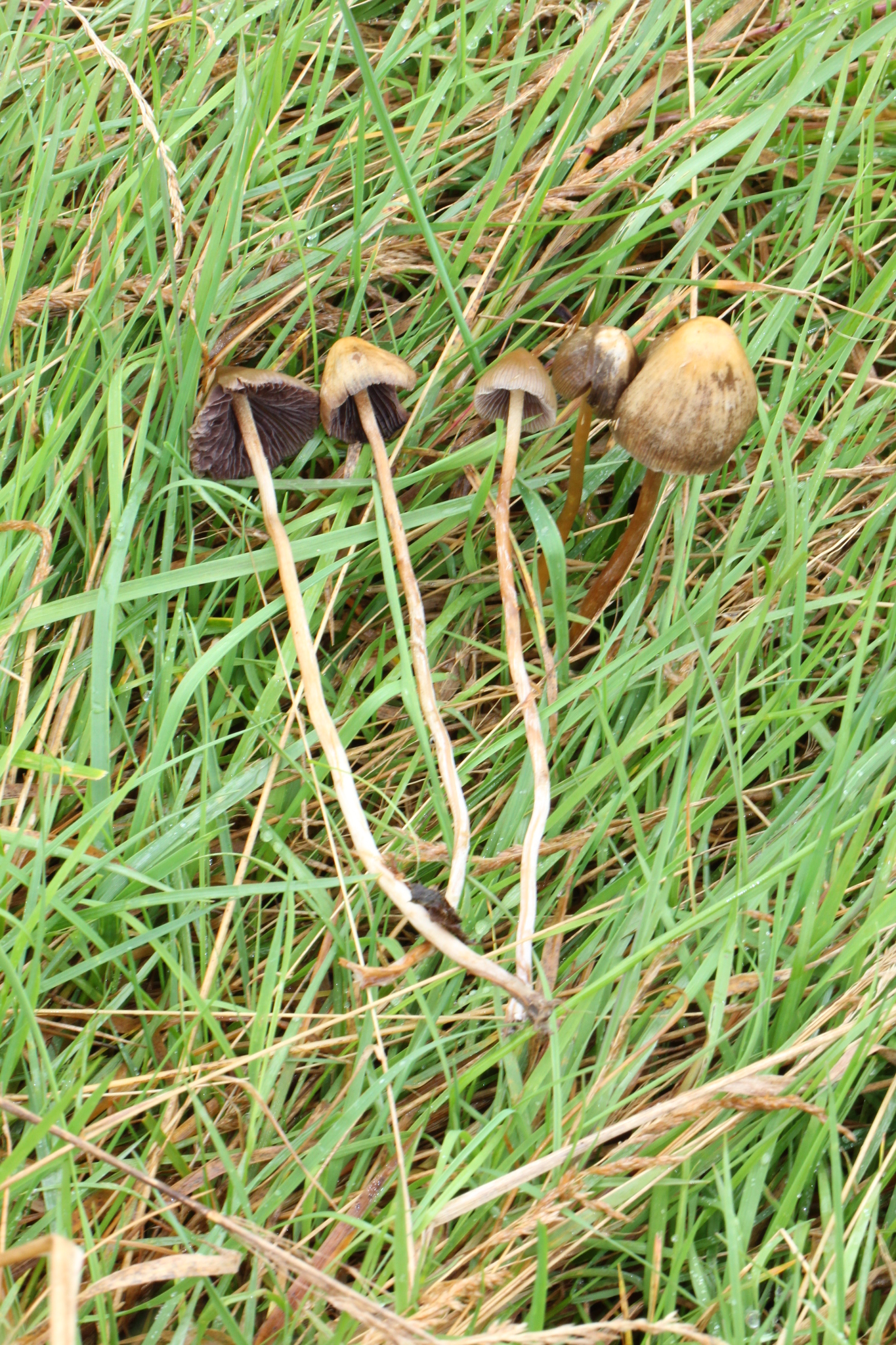 Psilocybe semilanceata image