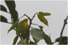 Zosterops stenocricotus