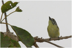 Pogoniulus chrysoconus
