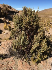 Polylepis tarapacana