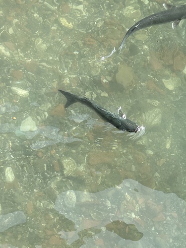Chelon labrosus