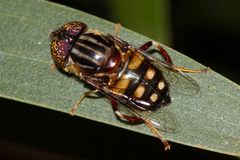 Eristalinus punctulatus