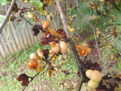 Guioa acutifolia