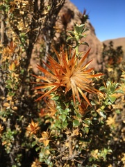 Chuquiraga spinosa