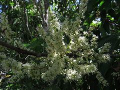 Guioa acutifolia