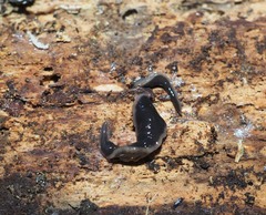 Australopacifica garveyi