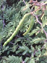Vachellia tortuosa
