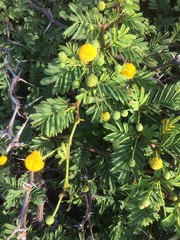 Vachellia tortuosa