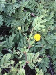 Vachellia tortuosa