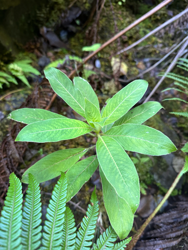 Coprosma pubens observed 2025-09-22