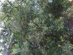 Guioa acutifolia