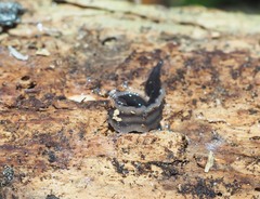 Australopacifica garveyi