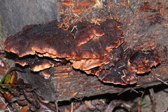 Amylocystis lapponica