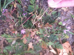 Erodium cicutarium