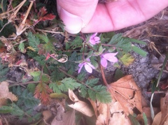 Erodium cicutarium