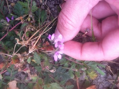 Erodium cicutarium