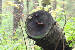 Amylocystis lapponica