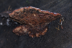 Amylocystis lapponica