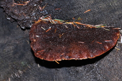 Amylocystis lapponica