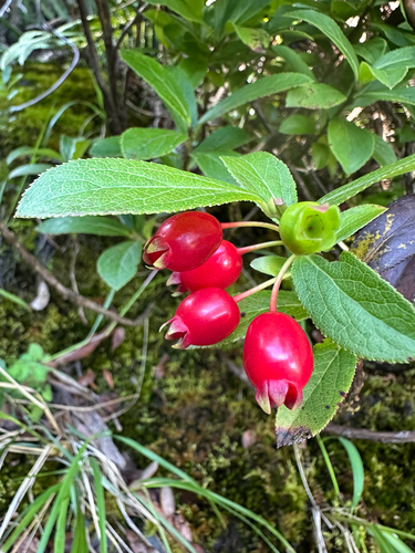 Vaccinium calycinum observed 2025-09-22