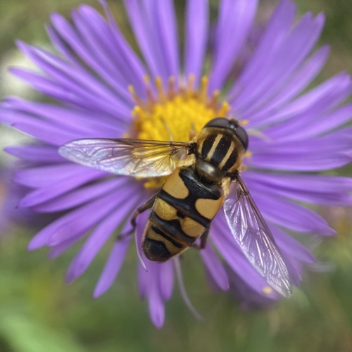 Unknown species found near Eloise Butler Wildflower Garden and Bird Sanctuary, Minneapolis, MN, US