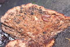 Amylocystis lapponica