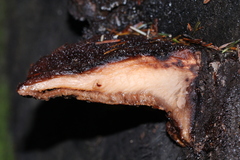 Amylocystis lapponica