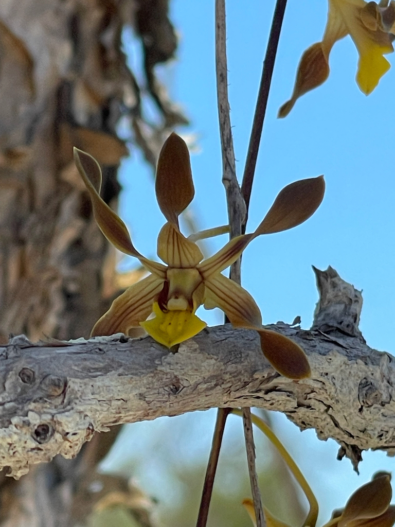 Dendrobium trilamellatum J.J.Sm.