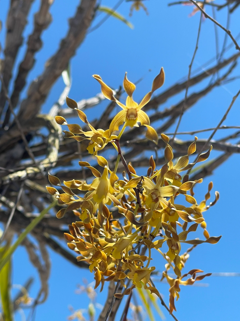 Dendrobium trilamellatum J.J.Sm. 4