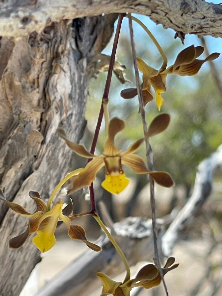 Dendrobium trilamellatum J.J.Sm. 2