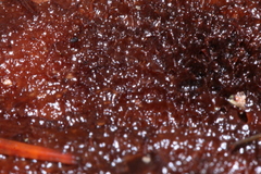 Amylocystis lapponica