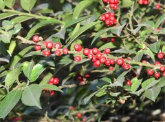 Ilex pubescens