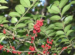 Ilex pubescens