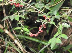Ilex pubescens