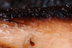 Amylocystis lapponica