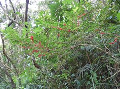Ilex pubescens