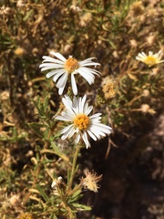 Diplostephium meyenii