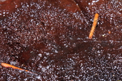 Amylocystis lapponica