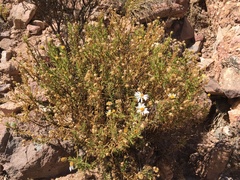 Diplostephium meyenii