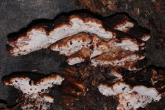 Amylocystis lapponica