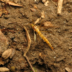 Nephrotoma virescens