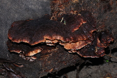 Amylocystis lapponica