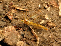 Nephrotoma virescens