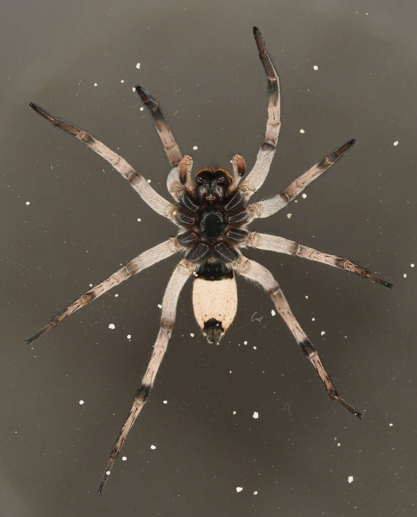 Hogna coloradensis