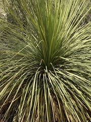 Xanthorrhoea platyphylla