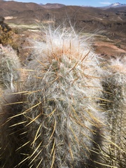 Oreocereus leucotrichus
