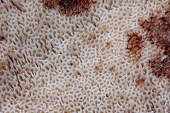 Amylocystis lapponica