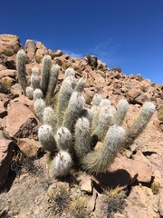 Oreocereus leucotrichus